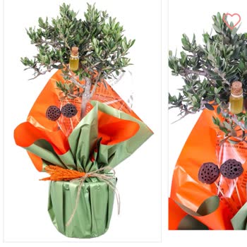 Siparişimde Gönderilen Zeytin Ağacı Beklediğimden Çok Küçük Çıktı