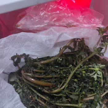 Sebzelik Bölmesi Ürünleri Donduruyor, Değişim Talebimiz Karşılanmıyor