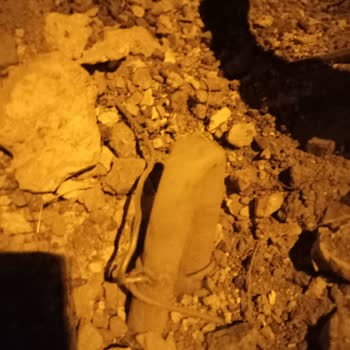 Elektrik Direkleri Yenilendi Su Borusu Koptu Bahçemiz Kurudu