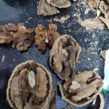 Aldığım Cevizler Çürük Ve Kurtlu Çıktı, Param Boşa Gitti