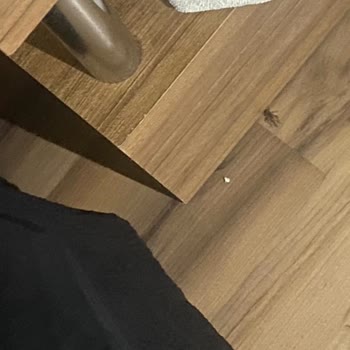 Amon Hotels Evcil Hayvan Politikası Ve Hizmet Kalitesi Nedeniyle Mağduriyet Yaşadık