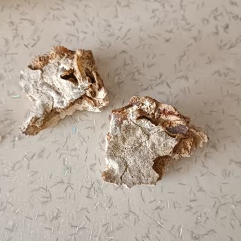 Oba Makarna'da Yabancı Cisim Şoku Ve İlgisiz Müşteri Hizmeti