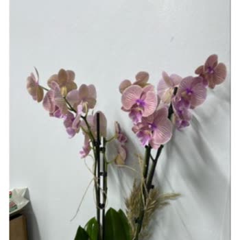 Siparişte Yanlış Renk Orkide Gönderimi Ve Yetersiz Destek