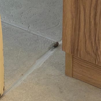 Kötü Deneyim: Temizlik, Yemek Ve Hizmette Büyük Sorunlar