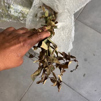 Kurumuş Ve Beklenenden Farklı Fideler Gönderildi