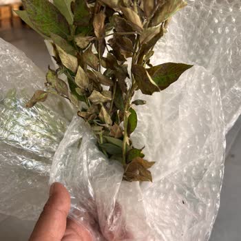 Kurumuş Ve Beklenenden Farklı Fideler Gönderildi