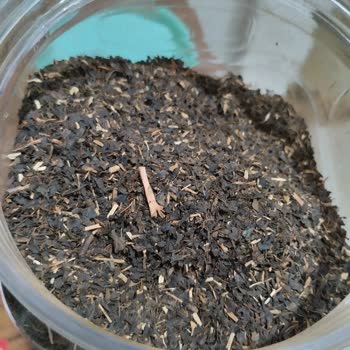 Efor Çayda Beklenmedik Yabancı Maddeler Hayal Kırıklığı Yarattı