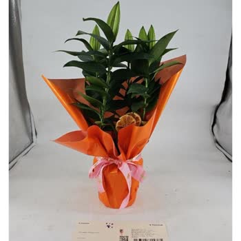 Siparişimle Gönderilen Ürün Arasında Büyük Fark Var, İptal De Edilmiyor!