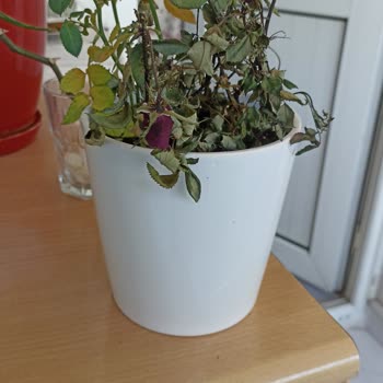 Çiçeksepeti Sipariş Edilen Çiçek Hasta Ve Solmuş Olarak Teslim Edildi