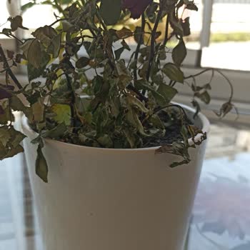 Çiçeksepeti Sipariş Edilen Çiçek Hasta Ve Solmuş Olarak Teslim Edildi