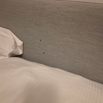 Berlin’de Tahta Kurusu Kabusu Ve Booking.com’un Yetersiz Desteği