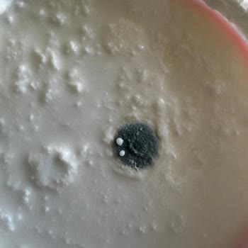 Yeni Alınan Yoğurdun Küflü Çıkması Mağduriyet Yarattı