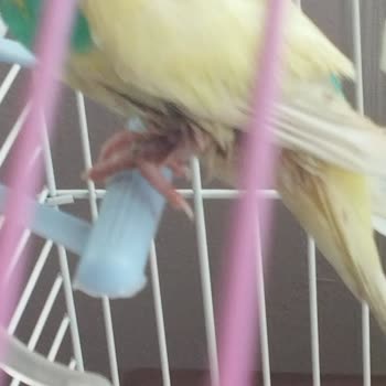 Kuşumun Ayağı Tedavi Edilemedi, Durumu Daha Da Kötüleşti!