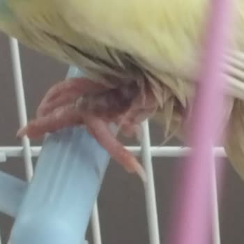 Kuşumun Ayağı Tedavi Edilemedi, Durumu Daha Da Kötüleşti!