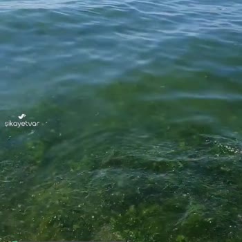 Beykoz Belediyesi Riva Plajının Hali