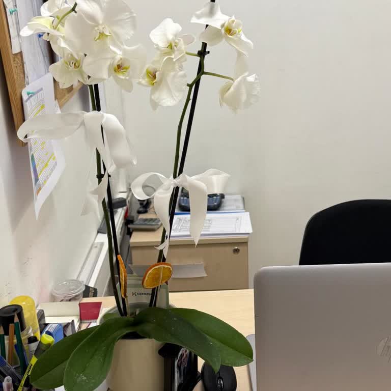 Çiçeksepeti Onaylanan Orkide İle Teslim Edilen Çiçek Arasındaki Büyük Fark!