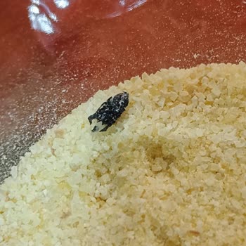 Ambalajlı İrmikten Sinek Çıkması Hayal Kırıklığı Yarattı