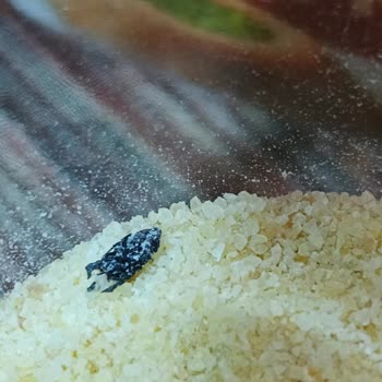 Ambalajlı İrmikten Sinek Çıkması Hayal Kırıklığı Yarattı