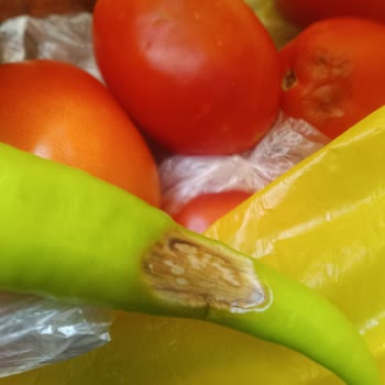 Şok Marketten Gelen Çürük Sebzeler Ve Eksik Ürün Sorunu