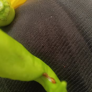 Şok Marketten Gelen Çürük Sebzeler Ve Eksik Ürün Sorunu