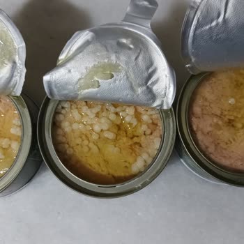 Dardanel Ton Balığında Bozulma Ve Beyaz Maddeler Sorunu