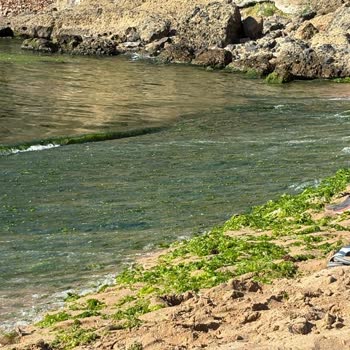 Riva Plajı'ndaki Yosun Sorunu Ve Temizlik Eksikliği