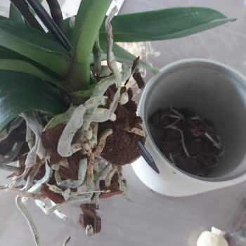 Hasarlı Ve Yanlış Yerleştirilmiş Orkide Teslimatı Nedeniyle Hayal Kırıklığı