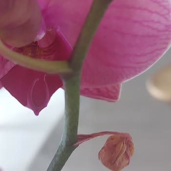 Hasarlı Ve Yanlış Yerleştirilmiş Orkide Teslimatı Nedeniyle Hayal Kırıklığı