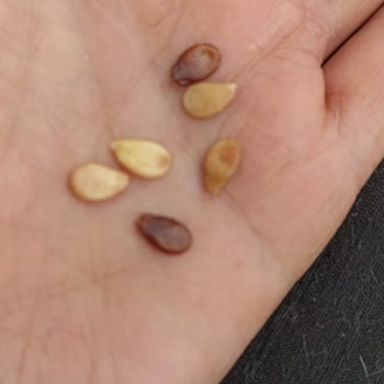 A101 Çürük Ürün Gönderimi!