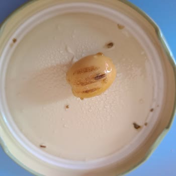 Aldığım Zeytinde Böcek Çıktı, Güvenim Sarsıldı