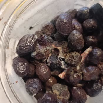 Aldığım Zeytin Bozuk Ve Küflü Çıktı, Acil Çözüm Bekliyorum