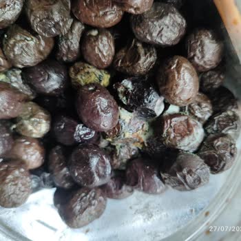 Aldığım Zeytin Bozuk Ve Küflü Çıktı, Acil Çözüm Bekliyorum