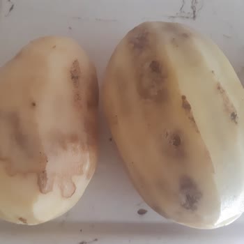 Migros Yeni Mahsul Diye Satılan Patateslerin Bozuk Ve Sağlıksız Çıkması