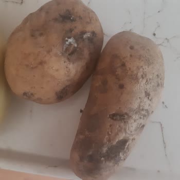 Migros Yeni Mahsul Diye Satılan Patateslerin Bozuk Ve Sağlıksız Çıkması