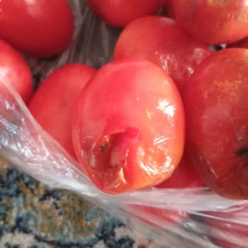 Şok Market Alışverişimde Çürük Domates Ve Hatalı Teslimat Sorunu