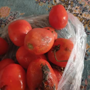 Şok Market Alışverişimde Çürük Domates Ve Hatalı Teslimat Sorunu