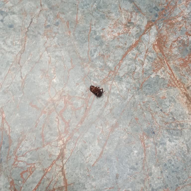 Grand Cortez Resort’ta Yetersiz Temizlik, Hijyen Ve Hizmet Kalitesi Nedeniyle Tatilimiz Olumsuz Geçti