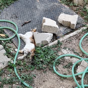 TOKİ B1.3 Blokta Kedi İstilası Ve Pire Sorunu Çocuklarımızı Mağdur Ediyor