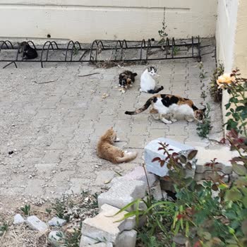 TOKİ B1.3 Blokta Kedi İstilası Ve Pire Sorunu Çocuklarımızı Mağdur Ediyor