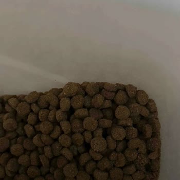 Aldığım Kedi Maması Orijinal Değil, Kedim Hastalandı!