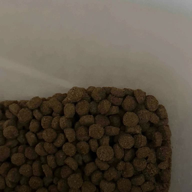 Aldığım Kedi Maması Orijinal Değil, Kedim Hastalandı!