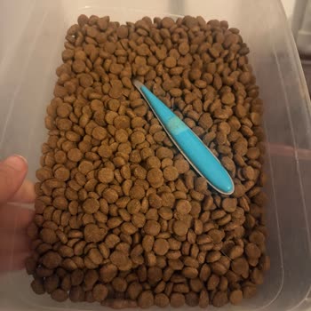 Aldığım Kedi Maması Orijinal Değil, Kedim Hastalandı!