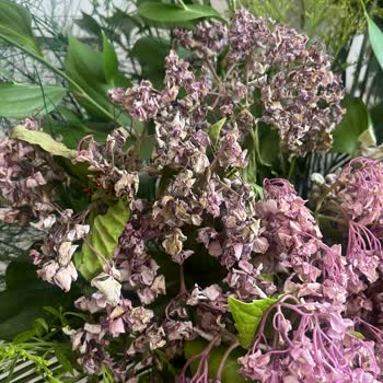 Sipariş Edilen Ortancalar Birkaç Saat İçinde Soldu Doğum Günü İçin Kullanılamadı