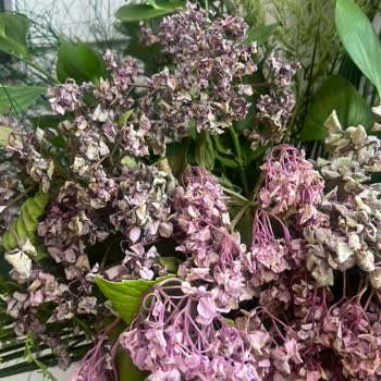 Sipariş Edilen Ortancalar Birkaç Saat İçinde Soldu Doğum Günü İçin Kullanılamadı