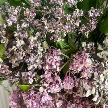 Sipariş Edilen Ortancalar Birkaç Saat İçinde Soldu Doğum Günü İçin Kullanılamadı