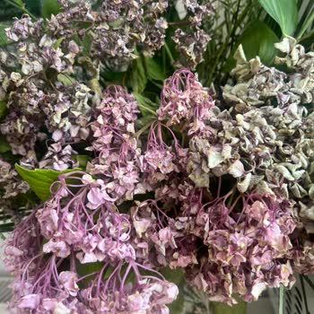 Sipariş Edilen Ortancalar Birkaç Saat İçinde Soldu Doğum Günü İçin Kullanılamadı