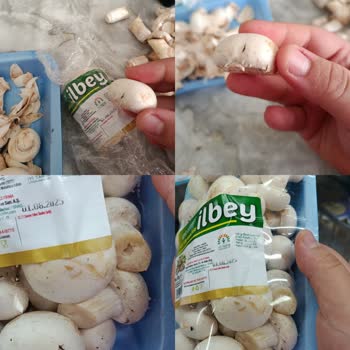 A101'den Aldığım Mantarda Ölü Sinek Şoku