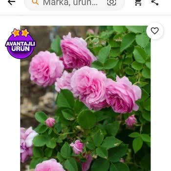 Trendyol Satın Aldığım Gül Fidesi Beklentimi Karşılamadı, Değişim Talebim Reddedildi