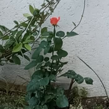 Trendyol Satın Aldığım Gül Fidesi Beklentimi Karşılamadı, Değişim Talebim Reddedildi