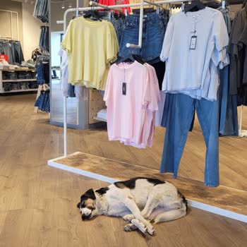 Kıyafet Mağazasında Sokak Köpekleri Nedeniyle Yaşanan Tedirginlik